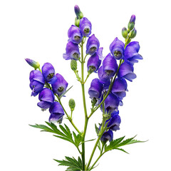 Naklejka premium anchan flowers isolated