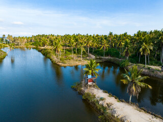 Coconut forest scenery on Coconut Island, Sanya, Hainan, China