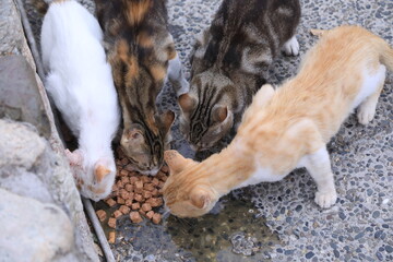 cats eating food