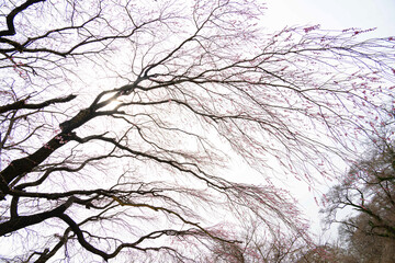 春の始まり