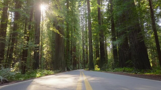 Pov of car driving on the road in Redwood National and State Parks, California, USA. Yellow lines marked in middle of highway. Big trees growing along roadway in green woods. Empty asphalt speedway