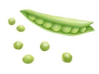 割れたスナップエンドウと散らばる豆のリアルな水彩イラスト