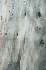 ユーカリの木の肌