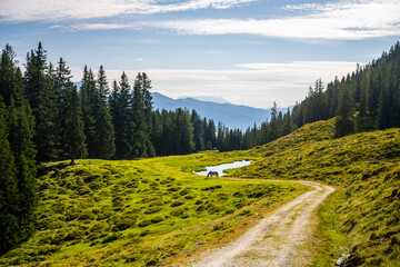 Winding road through lush green hills under a blue sky with wispy clouds, surrounded by dense forests in an alpine region. Austria - 774626032