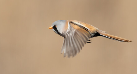 Bearded reedling, Panurus biarmicus. A male bird flying on a beautiful flat background © Юрій Балагула