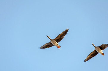 Two geese fly in the sky to the left, bottom view, close-up