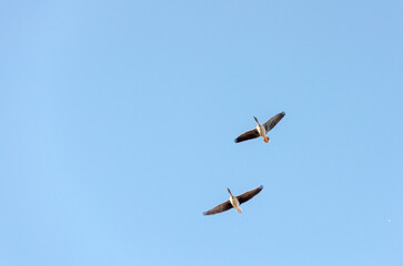 Fototapeta na wymiar Two geese fly in the sky to the left, , bottom view, close-up