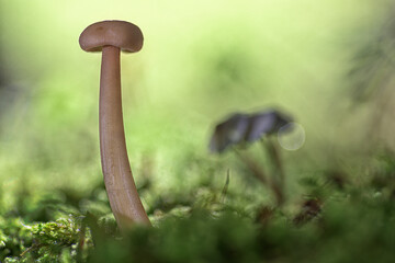 Panoramic ground level view of a small brown mushroom growing among the moss with a bokeh background and selective focus