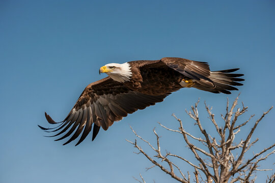 An eagle flying elegantly in the sky