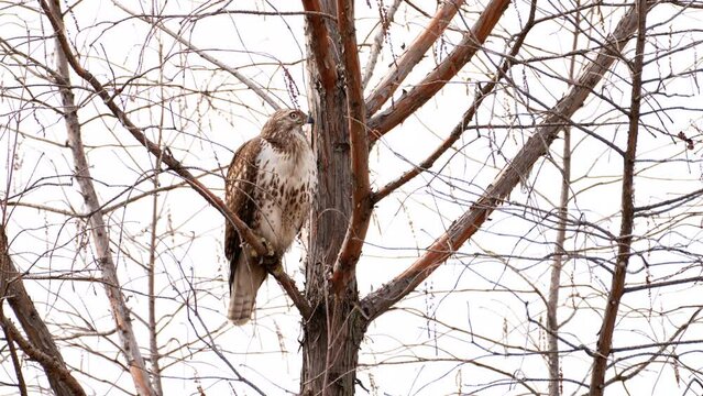 red tailed hawk stands sentry on limb observing his surroundings