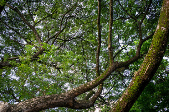 Canopy of Trembesi (Samanea saman), the rain tree, Monkey pod tree