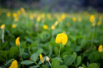 Tiny yellow flowers, Arachis duranensis, among green leaves in shallow focus