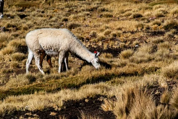 Selbstklebende Fototapeten 2023 8 17 Peru llama grazing 52 © Alvise