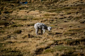 Selbstklebende Fototapeten 2023 8 17 Peru llama grazing 55 © Alvise