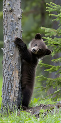 Filhote de urso marrom brincando em clareira da floresta
