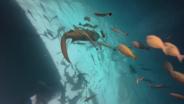 Six Nurse sharks and lots of reef fish approach a boat from below expecting food. Underwater shot during daylight