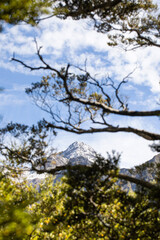 Snow-capped peak framed by forest branches in New Zealand. Travel
