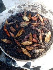 Chili seeds starting to grow in a pot. Planting chilies in pots.