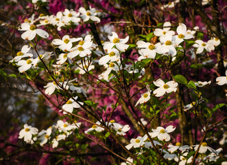 View of blooming dogwood tree with blooming redbud tree in background