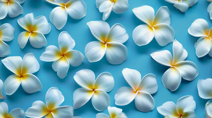 Obraz na płótnie Canvas white frangipani plumeria flowers pattern on blue background top view flat lay.