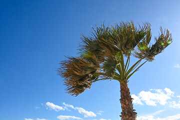 palmier soleil vent ciel Espagne 