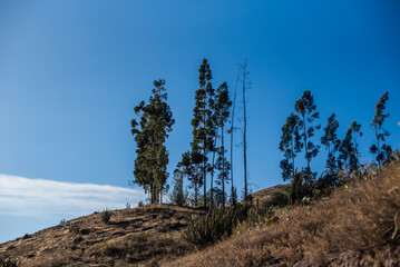 2023 8 17 Peru Trees 19