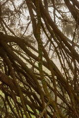 Mount Pilatus, Nidwalden and Obwalden, Switzerland