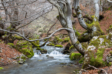 Naklejka na ściany i meble Beech trees, Arroyo Villar, moss and fallen leaves in the El Faedo Forest. Ciñera de Gordon, León, Spain.