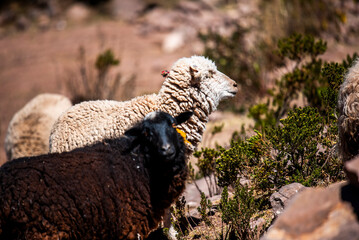 2023 8 18 Peru Sheep in taquile island 30