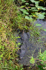 Alligator with Baby in Everglades National Park, Florida