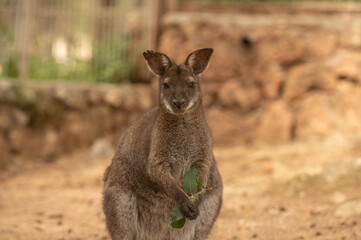 The kangaroo is looking with his food in his hand.