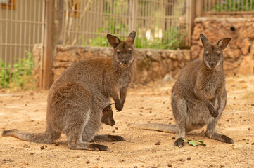 The kangaroo family stands with the baby in its pouch.