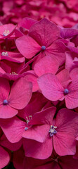 Dark pink hydrangea or hortensia flowers aesthetic mobile phone wallpaper.