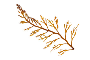 Brown algae branch isolated transparent png. Seaweed frond.
