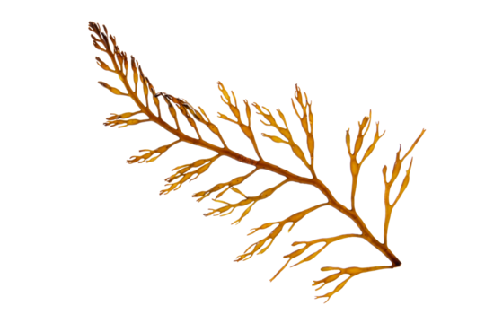 Brown algae branch isolated transparent png. Seaweed frond.
