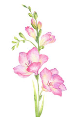 Pink freesia flowers, buds and leaves. Garden flowers. Isolated hand drawn watercolor illustration....
