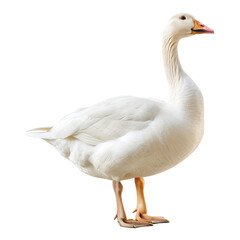 Domestic goose isolated on transparent background