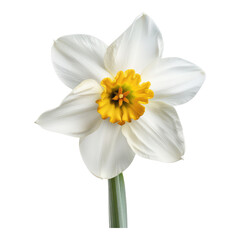 Fototapeta na wymiar White narcissus flower isolated on transparent background
