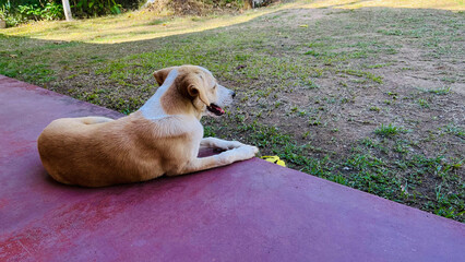 A small golden and white stray puppy lies on the porch relaxing in the front yard