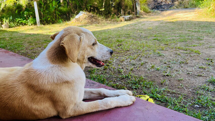 A small golden and white stray puppy lies on the porch relaxing in the front yard