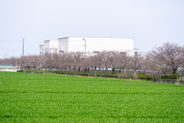 Scenery of taking a walk before the cherry blossoms bloom at the cherry blossom necklace in Inazawa City, Aichi Prefecture 愛知県稲沢市桜ネックレスで桜の開花前に散歩する風景