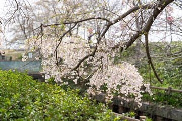 Scenery of taking a walk before the cherry blossoms bloom at the cherry blossom necklace in Inazawa City, Aichi Prefecture 愛知県稲沢市桜ネックレスで桜の開花前に散歩する風景