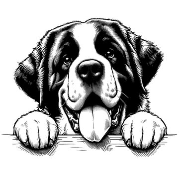 Happy St. Bernard dog portrait. Hand Drawn Pen and Ink. Vector Isolated in White. Engraving vintage style illustration for print, tattoo, t-shirt	