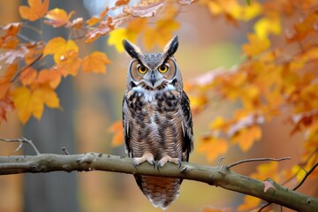 Naklejka premium A solitary owl perches on a tree branch, surrounded by a tree ablaze with orange and yellow autumn foliage