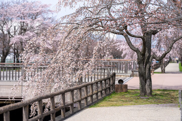 Scenery of taking a walk before the cherry blossoms bloom at the cherry blossom necklace in Inazawa City, Aichi Prefecture 愛知県稲沢市桜ネックレスで桜の開花前に散歩する風景