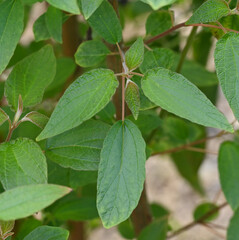 Beautiful close-up of the leaves of gesnouinia arborea