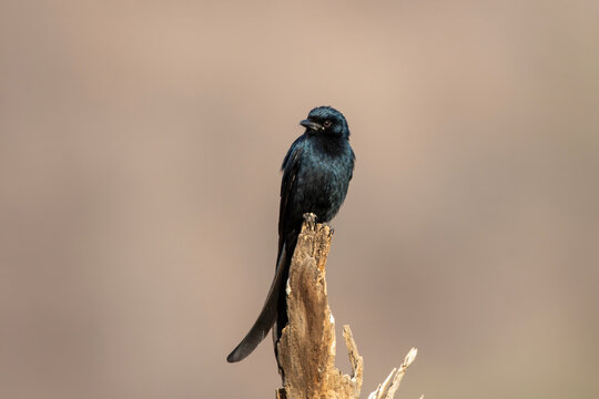 Black drongo or Dicrurus macrocercus observed in Jhalana in Rajasthan, India