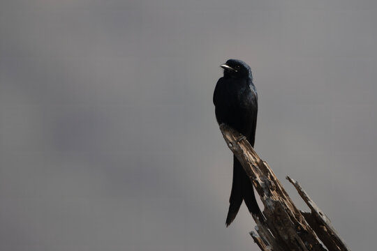 Black drongo or Dicrurus macrocercus observed in Jhalana in Rajasthan, India