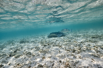 Stingray dasyatis pastinaca swimming on coral reef