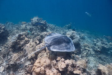 Stingray dasyatis pastinaca swimming on coral reef